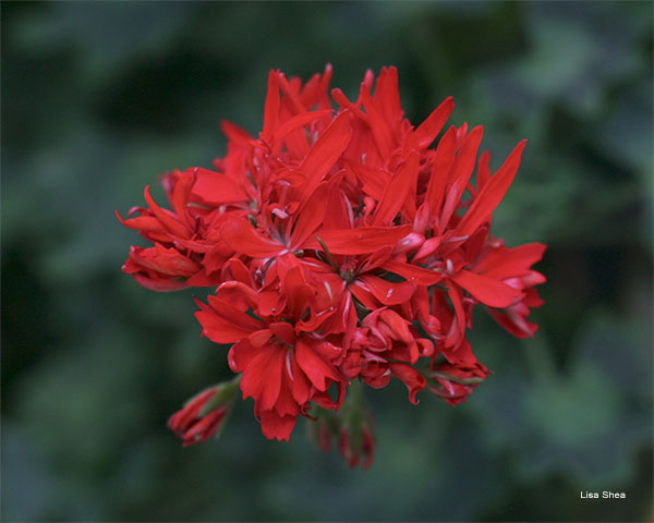 Fireworks Red Geranium by Lisa Shea