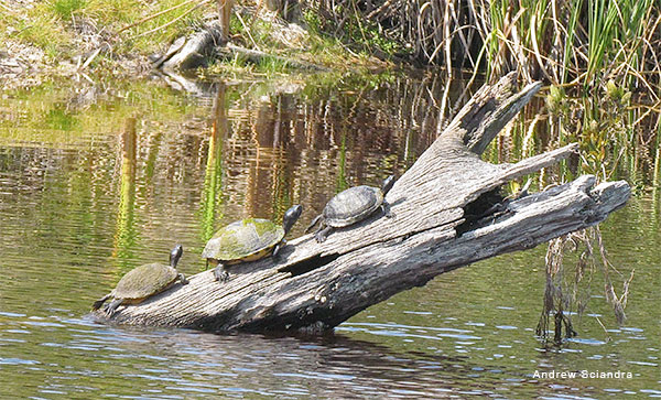 There is Room at the Top! by Andrew R. Sciandra